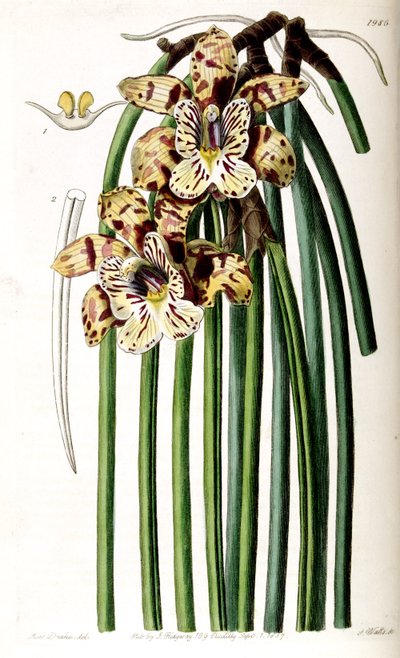 Scuticaria steelei (as syn. Maxillaria steelii) by Miss Drake